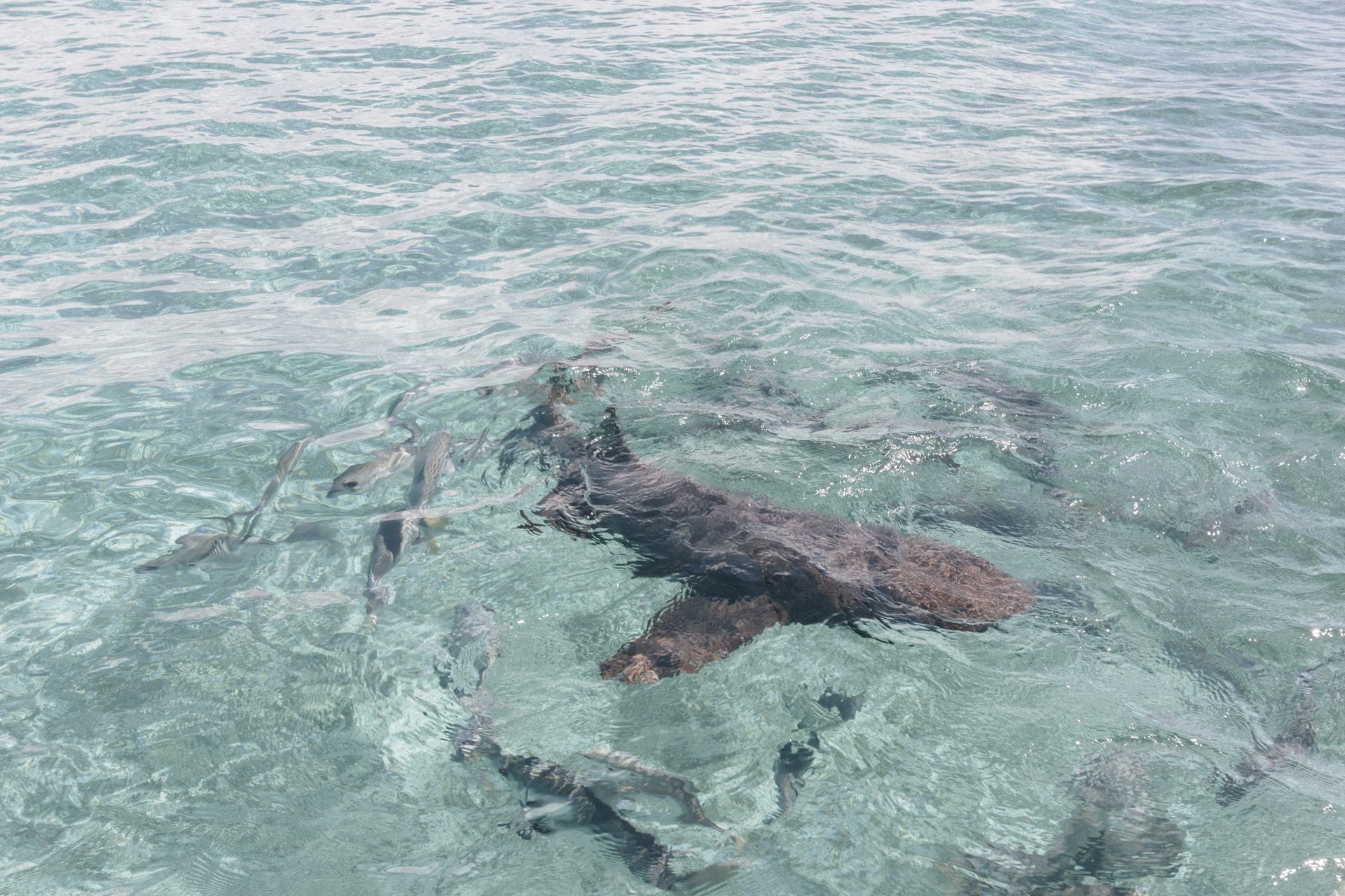 Bådtur i Belize fra Caye Caulker: Svøm med hajer & havskildpadder
