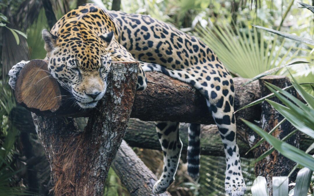 Tæt på tapirer, jaguarer og tukaner i Belize Zoo
