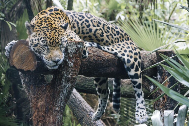 Tæt på tapirer, jaguarer og tukaner i Belize Zoo