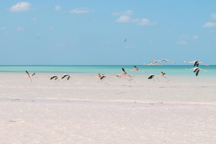 Rejseguide til Isla Holbox: Paradisstrande & vilde flamingoer