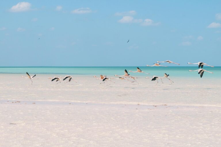 Paradisstrande og vilde flamingoer på Isla Holbox