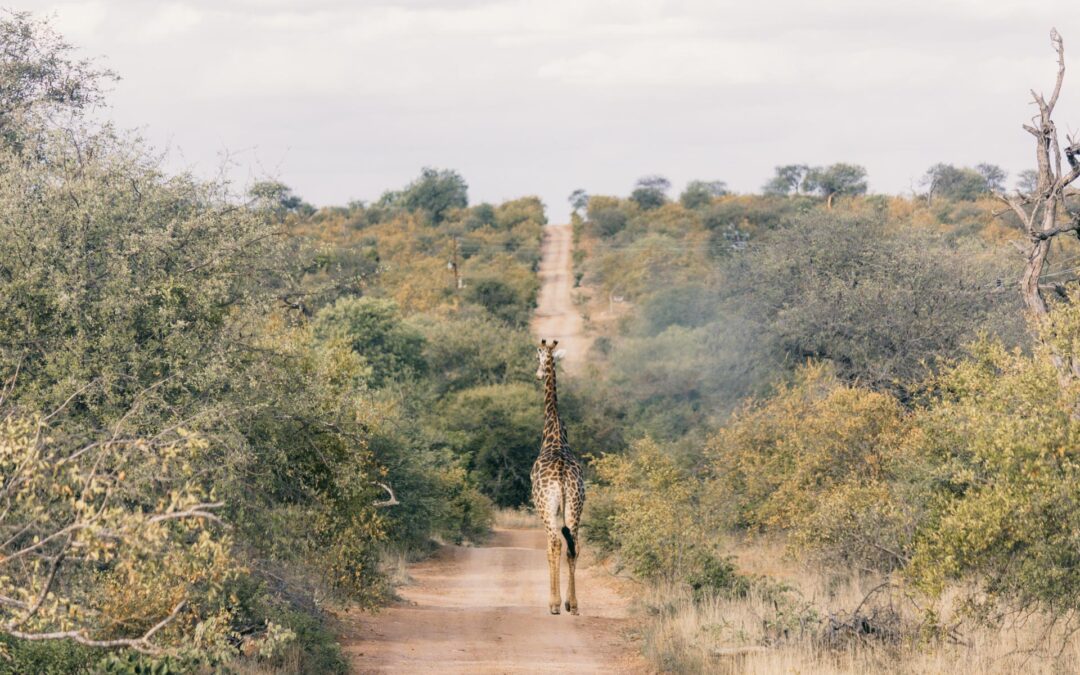 Smuk natur og vilde dyr: På safari i Sydafrikas største nationalpark