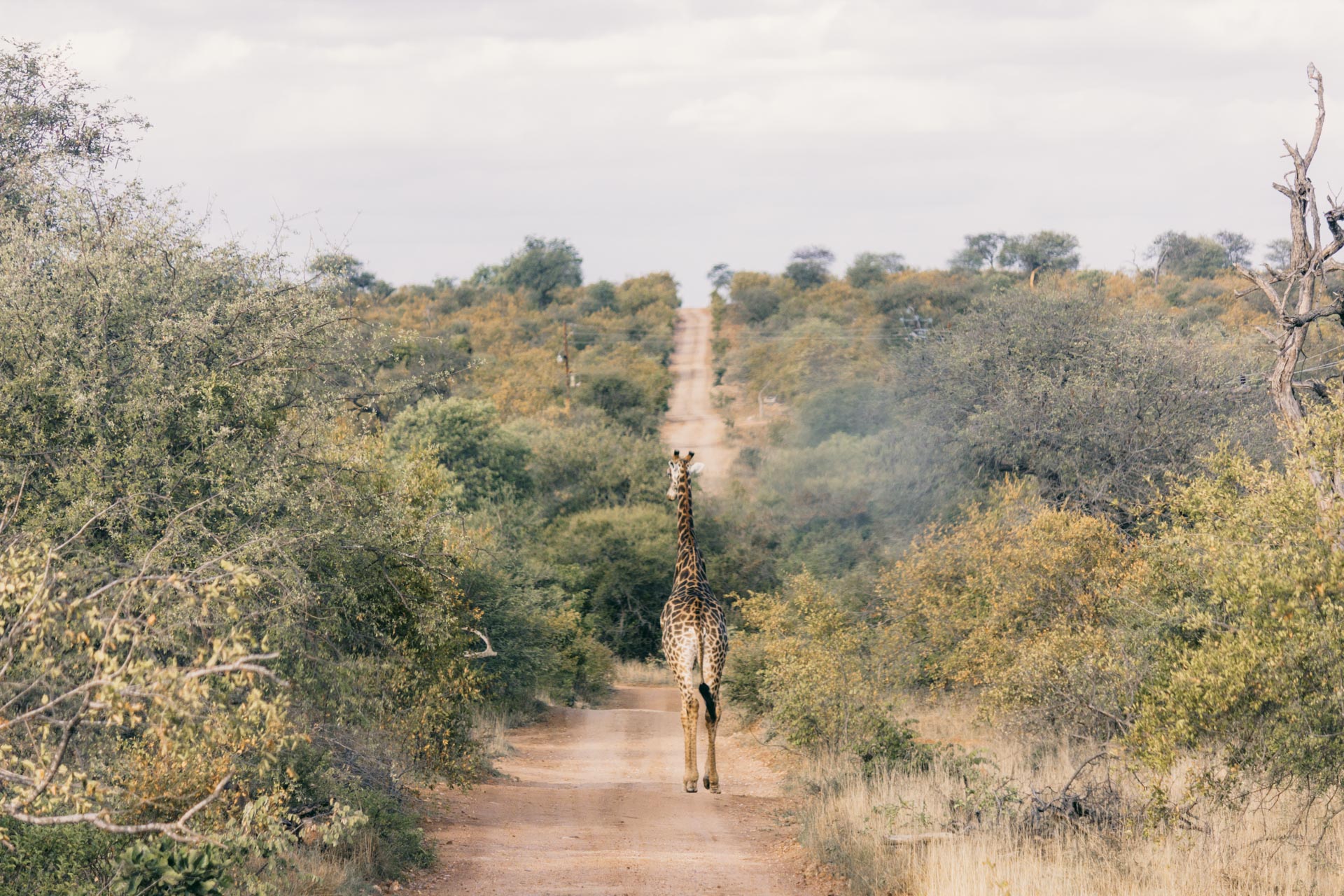 Kruger National Park: Fotoinspiration & vores 9 bedste safari-tips