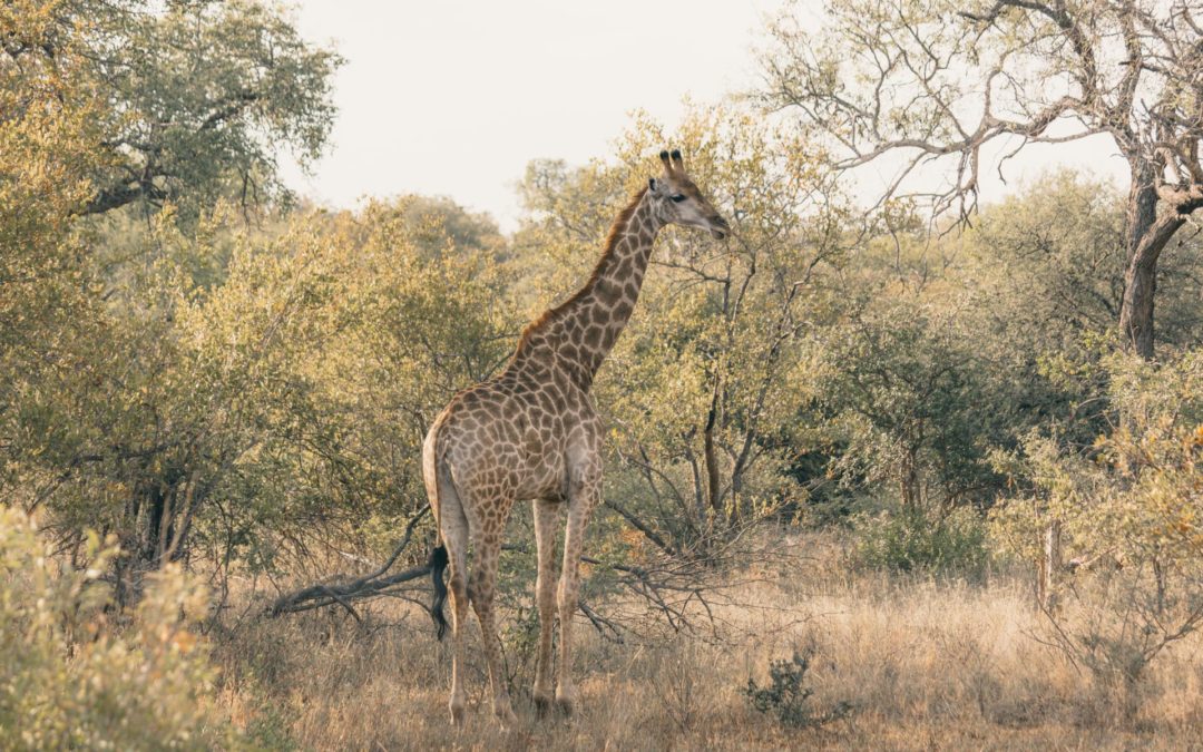 sydafrika safari dyr