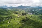 Rejseguide til Cameron Highlands: Alt hvad du skal vide om det malaysiske højland