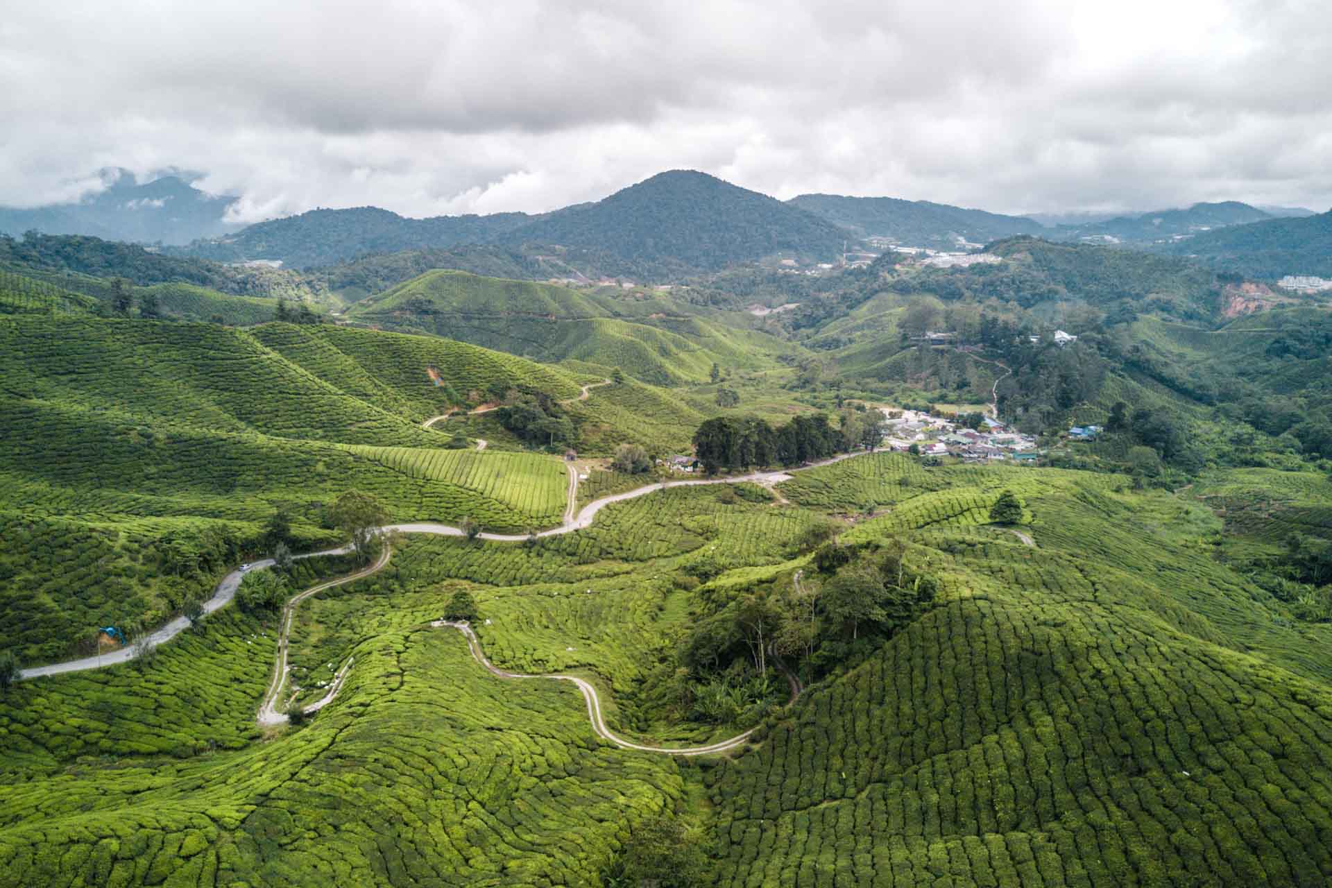 Rejseguide til Cameron Highlands: Alt hvad du skal vide om det malaysiske højland