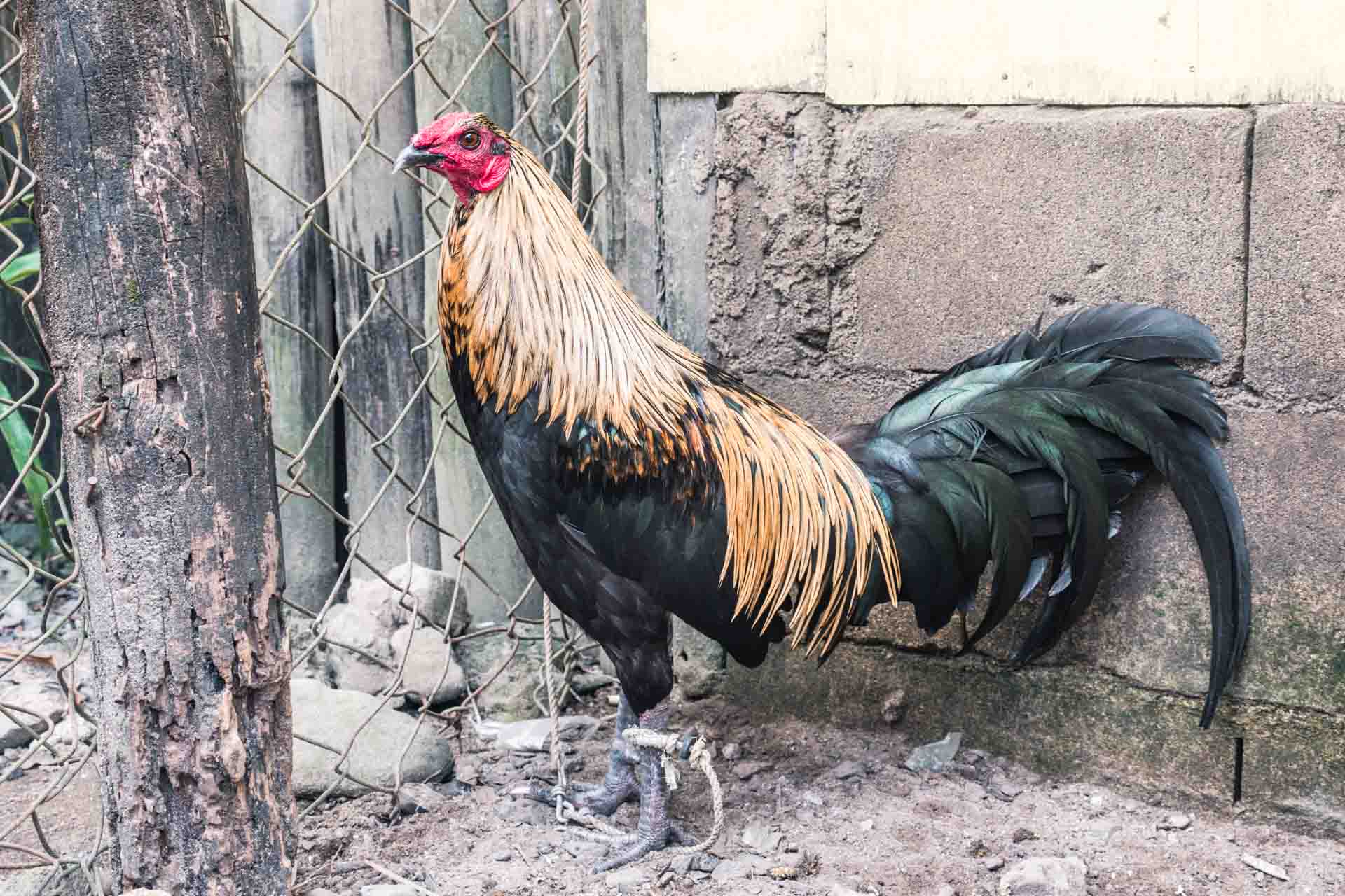 Undgå at støtte disse 3 dyreoplevelser i Filippinerne