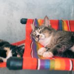 Søde katte hos Lanta Animal Welfare