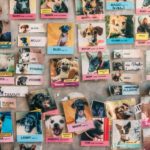 Hunde der kan adopteres med hjem