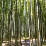 Bambusskoven i Arashiyama