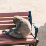 En træt abe i abeparken Iwatayama