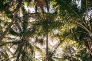 Palmer på Siargao