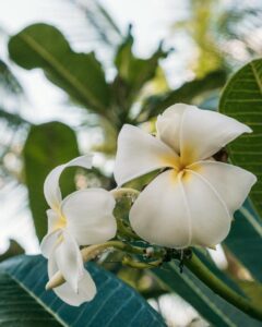 Hvide blomster