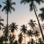 Koh Samui palmetræer