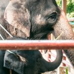 Elefanter i fangenskab