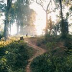 Shade Grown Coffee plakat