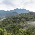 En kaffefarm i Mexico