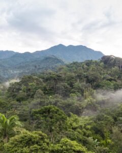En kaffefarm i Mexico
