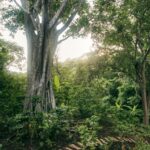 Jefferson Shrivers kaffefarm i Nicaragua