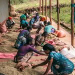 Håndsortering af kaffe