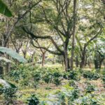 Roberto Orantes Bird Friendly-certificerede kaffefarm