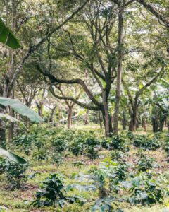 Roberto Orantes Bird Friendly-certificerede kaffefarm