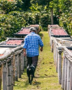 Vi var vilde med Richards farm i Boquete