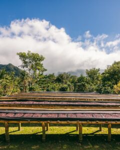 Naturals der tørrer i den panamanske sol