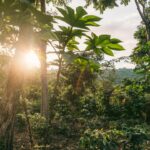 Skyggegroet kaffe i El Salvador