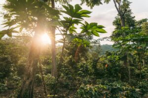 Skyggegroet kaffe i El Salvador