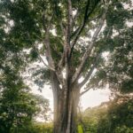 Et gammelt skyggetræ på en kaffefarm i Nicaragua