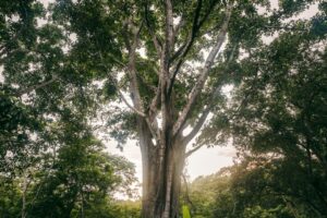 Et gammelt skyggetræ på en kaffefarm i Nicaragua