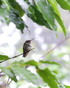 Bird Friendly-kaffe