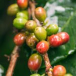 Forskellige kaffebær