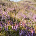 Blomster ved Råbjerg Mile