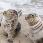 Sæler i Skagen