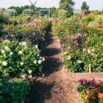 Slottsträdgården have i Malmø