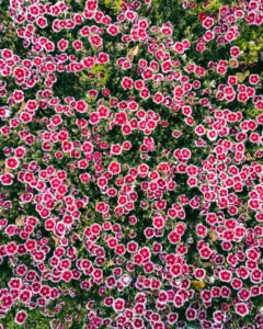 Lunds botaniske have