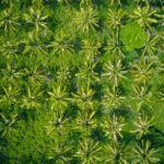 Palmer fra et droneperspektiv