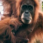 Orangutang på Sumatra