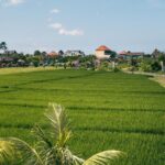 Canggu, Bali rismark