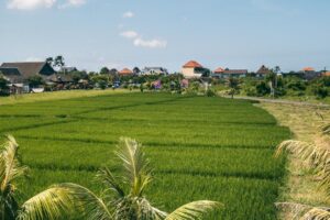 Canggu, Bali rismark