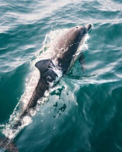 Stockvideo delfin