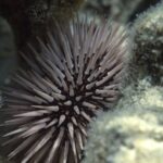 De fleste søpindsvin er ikke giftige