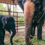 Elefanter i Thailand