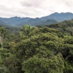 Skyggegroet kaffefarm i Mexico