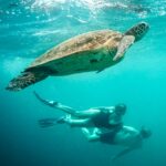 Havskildpadde på Cookøerne