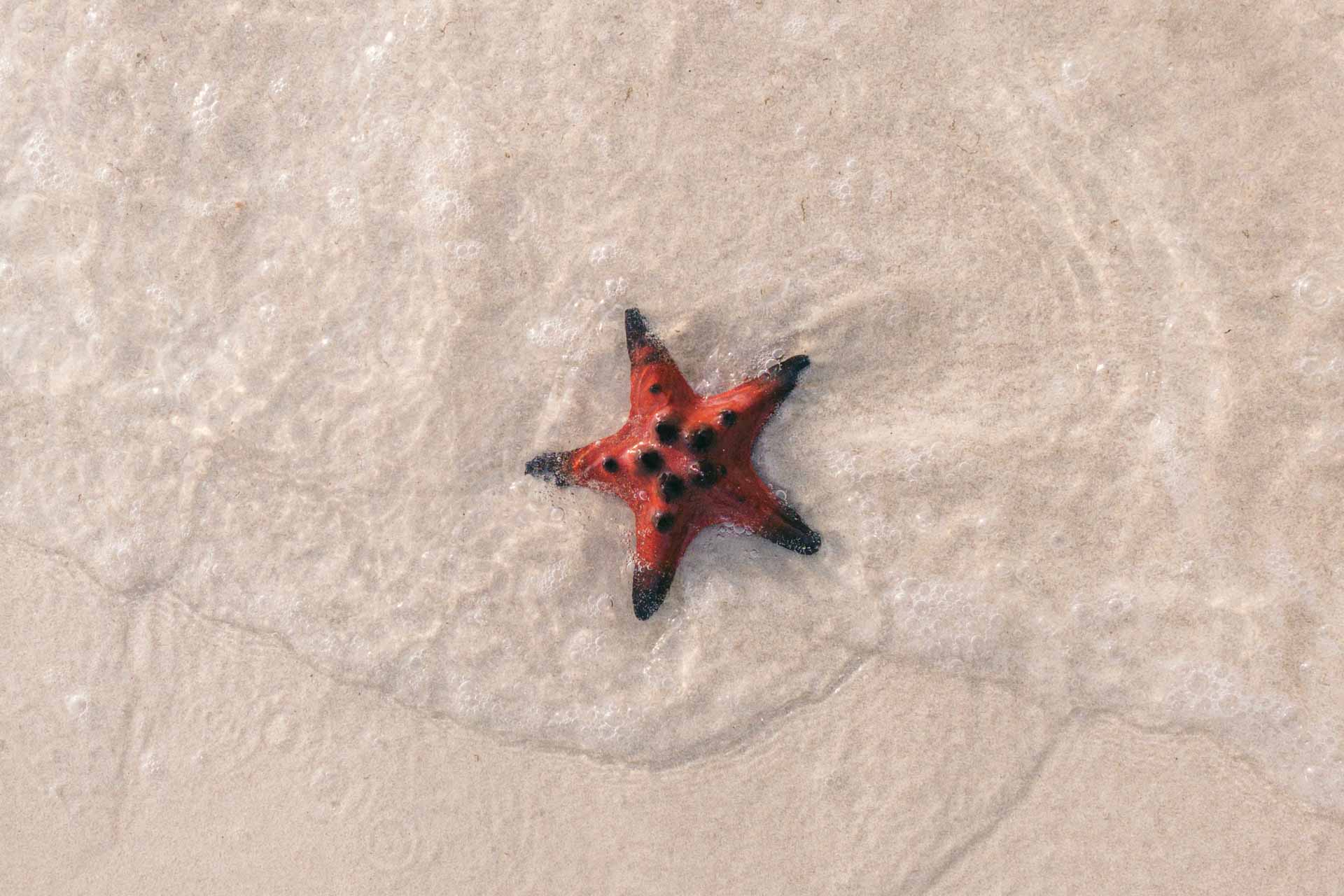 Hvorfor du ikke skal samle søstjerner op på stranden