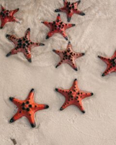 Asteroidea