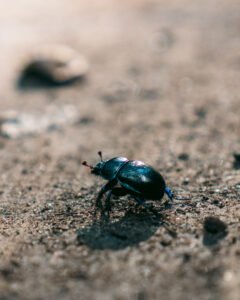 Der lever masser af insekter i nationalparken